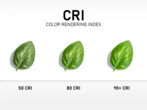 cri24